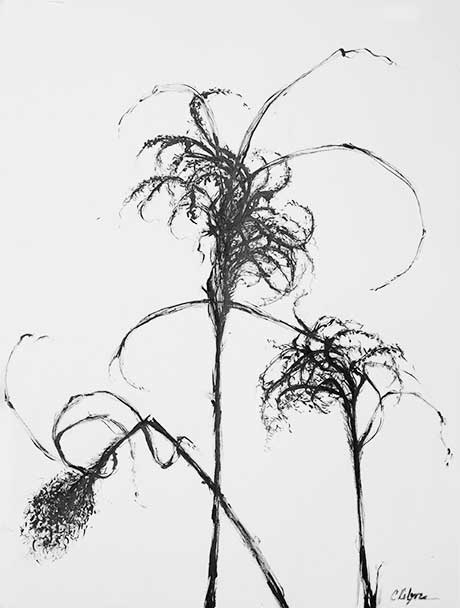 ink drawing of plant stems
