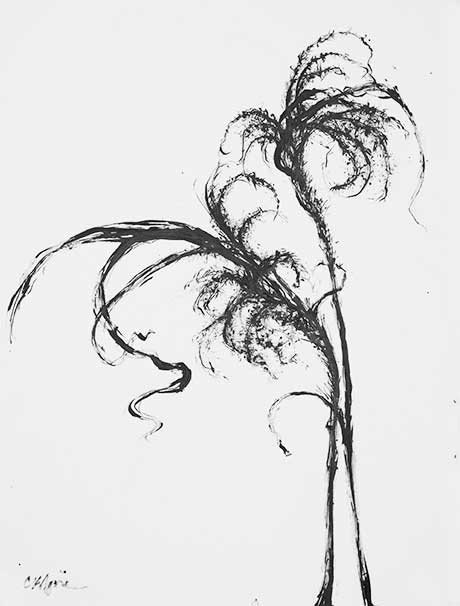 ink drawing of plant stems